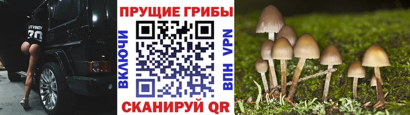 omg зеркало  Оса  Псилоцибиновые грибы Psilocybe  где купить наркоту 